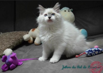 chaton blue bicolour  - Chatterie Ragdolls du Val de Beauvoir